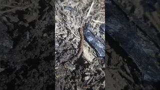 8 minutes for earthworms to dig into the ground지렁이가 땅을 파고 들어가는 시간 8분