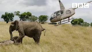 Elephants rescued by helicopter 🐘🚁 - Equator from the Air - BBC