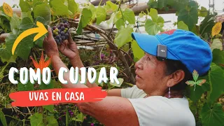 COMO CUIDAR DE TU PLANTA DE UVA EN CASA I Cuida de tu Planta de Uva con el Carbon