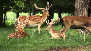 Phoenix Park, Dublin - Fallow Deer