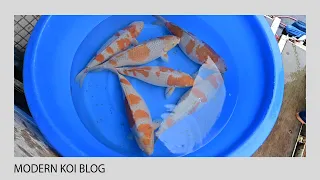 Modern Koi Blog #4986 - Konishis Hammer-Kawarimono Ikeage am Naturteich Kyonozu