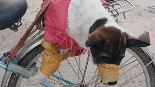 Rescue poor dog from being sold into the slaughterhouse