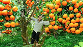 Harvesting MANDARIN, Harvesting SUGARCANE...Goes To The Market Sell - Making garden / Cooking