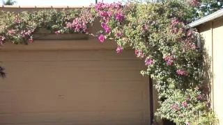 How to Train Bougainvillea : Great Gardening