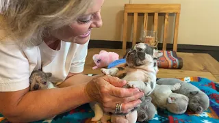 Lilac platinum & Merle frenchie puppies 3 weeks old