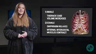 Anatomy Series - Introduction to the Respiratory System