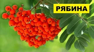 Выращивание Рябины обыкновенной на участке как бизнес идея