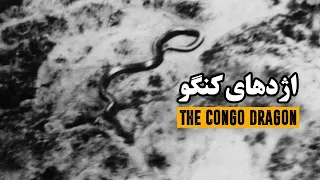 بزرگترین مار جهان، اژدهای کنگو | The Biggest Snake in the World: "The Congo Dragon"