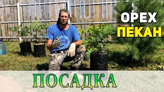 Посадка ореха Пекан в открытый грунт.(Средняя полоса России)