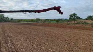 Trabajos de plantación de viña