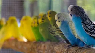 Your Budgies will LOVE this Video | Discover PARROTS #budgie #budgies #parakeet #parakeets #birds