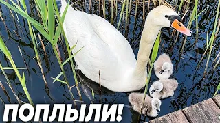 Swan cygnets, first long voyage