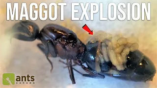 Maggots Exploding From a Queen Ant's Body | GROSS FOOTAGE