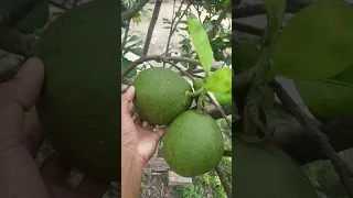 Big Lemon Growing From Cutting#shorts