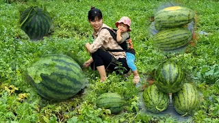 In the summer, there must be watermelon to cool down, dig a drainage ditch, and build a dining table