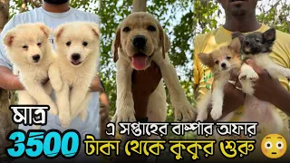 3500 টাকা থেকে কুকুর শুরু 😳| Konnagar Pet Market | Recent Dog Puppy Price Update|Konnagar Dog Market