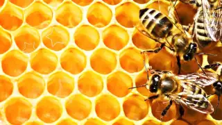 ЛИПОВЫЙ МЁД ПОЛЬЗА | полезные свойства липового меда, как выбрать липовый мед, липовый мед свойства