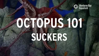 Octopus 101 | Suckers!