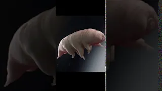 Tardigrades are cool!