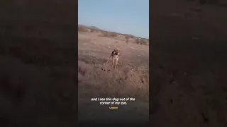 Woman went to desert every day to try and rescue a German shepherd