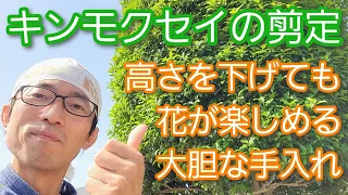 【キンモクセイの剪定⑥】木の高さを下げながらも花が咲く強めの手入れ(2023年5月)🌳🏵️