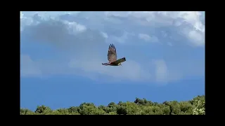 Hawaiian Hawk (‘Io) in The Hawaiian Legacy Forest