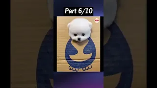 Tik Tok Chó Phốc Sóc Mini 😍 Funny and Cute Pomeranian #43 Part 6 #shorts