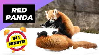 Red Panda - In 1 Minute! 🐼 One Of The Cutest And Rarest Animals In The Wild | 1 Minute Animals