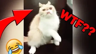 BEST GIFS WITH SOUND #22 - Funniest Videos 2018