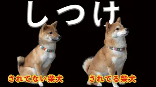 【犬のしつけ】されてる柴犬、されてない柴犬