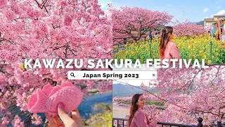 MOST FAMOUS EARLY SAKURA SPOT in JAPAN | KAWAZU Cherry Blossom