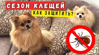 Лучшее средство от КЛЕЩЕЙ для СОБАК! Уход за шпицем