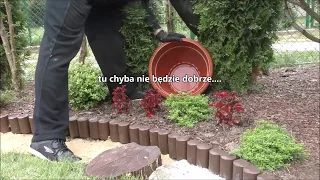 GARDEN (41) - Urządzamy fajny ogród - Super zioło - Kora - Kamienie - Czarny cement.