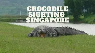 Compilation of Crocodile Sighting Singapore - Crocs Outside Zoo In Singapore Compilation Videos