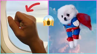 😍 Mini Pomeranian - Funny and Cute Pomeranian Videos #23 - Cute Puppies | Tik Tok chó phốc sóc