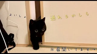 どうしても狭い隙間から部屋に入りたくて、試行錯誤する黒猫