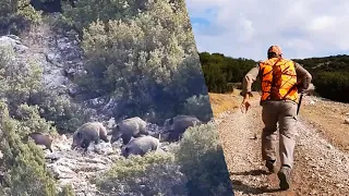 FULL ACTION WILD BOAR HUNTING - AKSİYON DOLU DOMUZ AVI