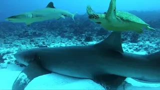 Maldives Laamu Atoll Dive Log 12 ( Scuba Diving Maldives ) Shark Maldives