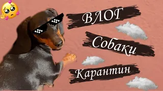 Как проходит мой карантин мои собаки❤️❤️❤️