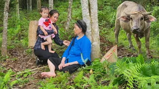 Harvest Watermelon - helping a tired old woman in the forest while herding buffaloes | Lý Phúc An