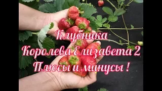 Клубника Королева Елизавета 2!🍓🍓🍓 Плюсы и минусы выращивания!🍓 - Я люблю свою дачу