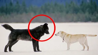 What's the Big Difference Between Wolves and Dogs? Find Out Here