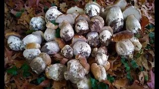 Foraging: First big haul of Porcini (Boletus edulis) Autumn 2021! Adelaide Hills | South Australia