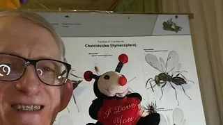 Insects in jungles of AUSTRALIA Комахи Австралії. Entomology Science. Ентомолог розповідає про комах