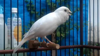 Most beautiful bird songs | Canary training