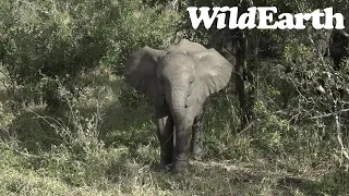 WildEarth - Sunset  Safari - 29 June 2022