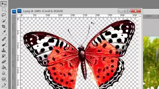 Как сделать анимацию полета бабочки для открытки