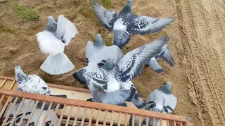 Racing pigeons training nr.4 start 55 km. Спортивные голуби Литвы