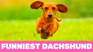 Try Not To Laugh! Funniest Dachshund Moments of 2020