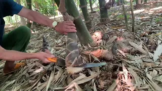 Harvesting bamboo shoots to sell and Picking mulberry to make syrup to drink on a hot summer